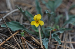 Viola pinetorum