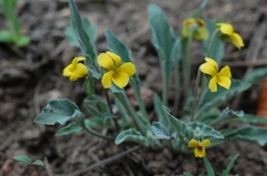 Viola pinetorum