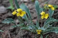 Viola pinetorum