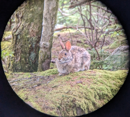 Appalachian Cottontail photographed in West Virginia