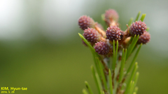 Pinus
