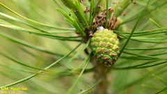 Pinus