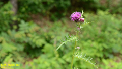 Cirsium