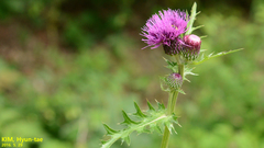 Cirsium