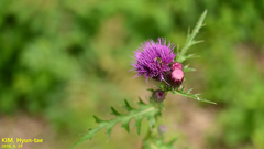 Cirsium