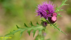 Cirsium