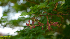 Acer