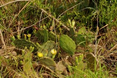 Opuntia anahuacensis