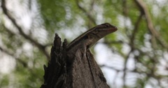 Sceloporus variabilis marmoratus