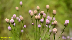 Asteraceae