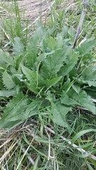 Silphium perfoliatum
