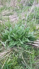 Silphium perfoliatum