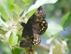 Erynnis montanus