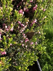 Callophrys augustinus iroides