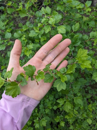 Image of Appalachian Gooseberry by (c) Alaina Krakowiak, some rights reserved (CC BY)