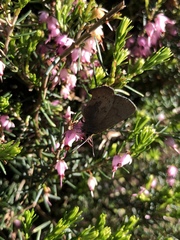 Callophrys augustinus iroides