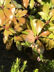 Callophrys augustinus iroides