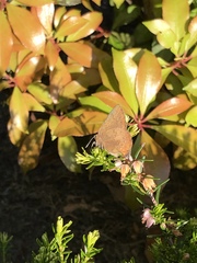 Callophrys augustinus iroides