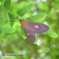 Asota plaginota
