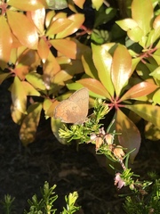 Callophrys augustinus iroides