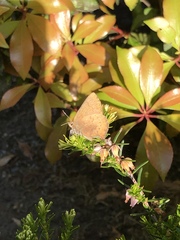 Callophrys augustinus iroides