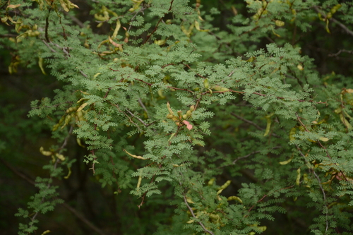 Image of Mimosa texana by (c) Siddarth Machado, some rights reserved (CC BY)