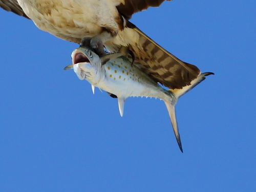 Atlantic Spanish mackerel (Scomberomorus maculatus) — Scombridae