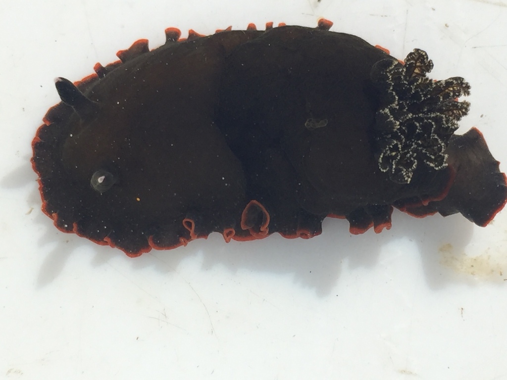 White-spotted Sucking Dorid