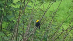 Chrysomus icterocephalus