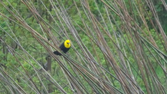 Chrysomus icterocephalus