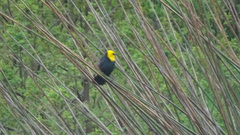 Chrysomus icterocephalus