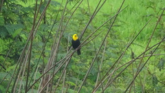 Chrysomus icterocephalus