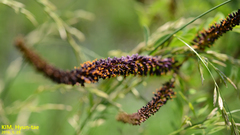 Amorpha fruticosa