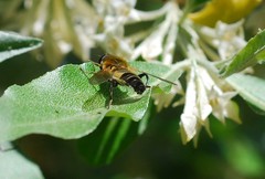 Helophilus eristaloidea