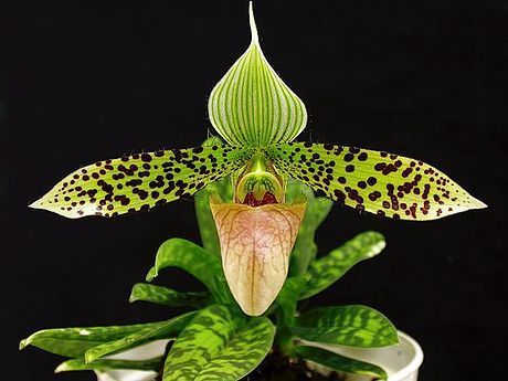 Sukhakul's Paphiopedilum (Paphiopedilum sukhakulii)