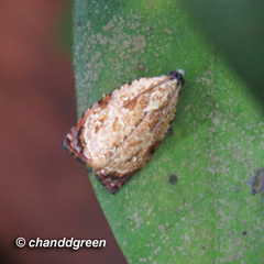 Sycacantha inopinata