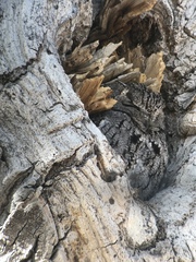 Megascops trichopsis