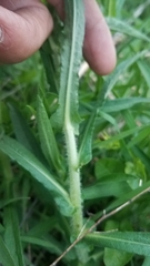 Symphyotrichum novae-angliae
