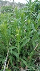 Symphyotrichum novae-angliae