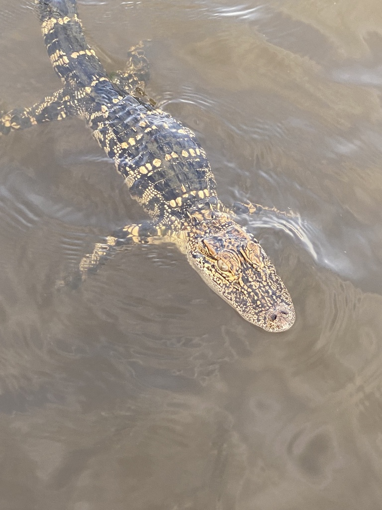 American Alligator from Pelahatchie Bay, Brandon, MS, US on May 21