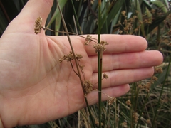 Juncus australis