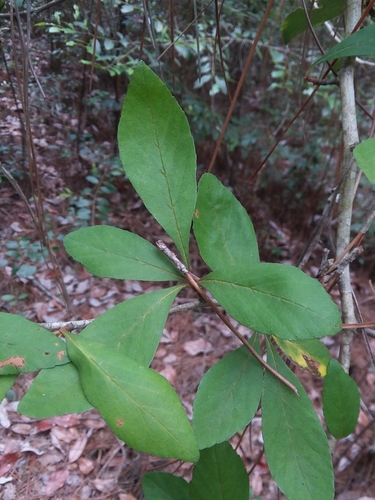 Crataegus opaca, photograph 5