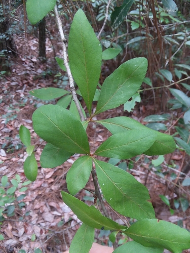 Crataegus opaca, photograph 6