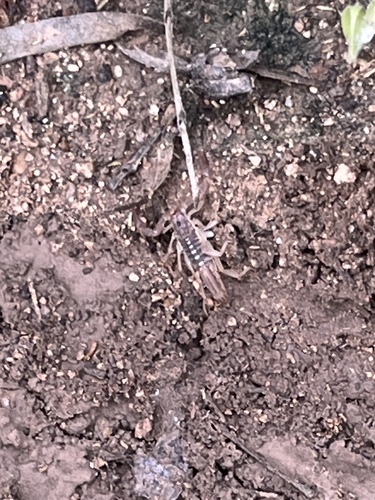 Lesser Stripetail Scorpion photo 4