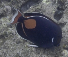 Acanthurus achilles