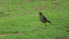 Turdus fuscater