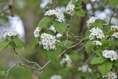 Crataegus mollis