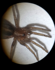 Herpyllus propinquus