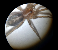 Herpyllus propinquus