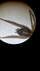 Herpyllus propinquus